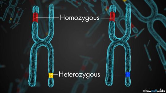 What Does 'Homozygous' Mean?