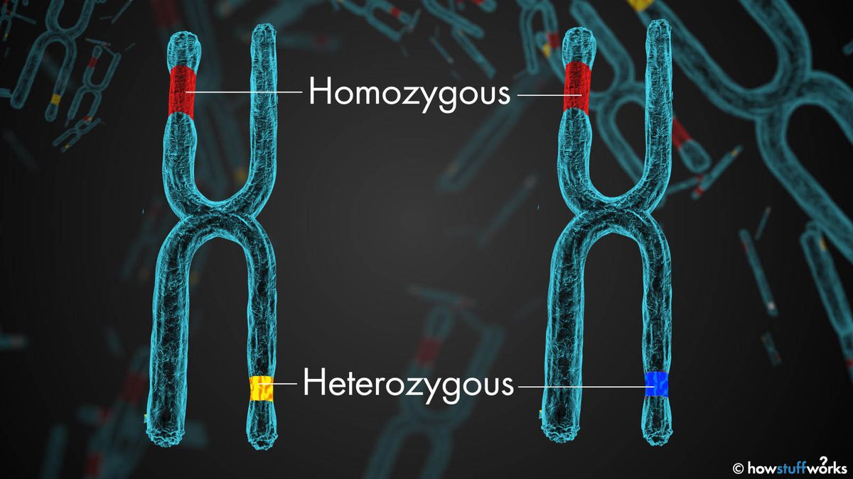 What Does 'Homozygous' Mean? | HowStuffWorks