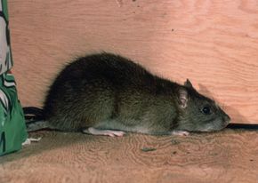 Pests like rats and insects have an uncanny ability to find entry points into your home you may have overlooked.