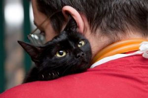 Vet caressing cute black cat on his shoulder