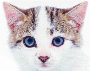 Eyes How To Tell If Your Cat Is Sick Howstuffworks