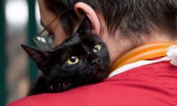 Vet caressing cute black cat on his shoulder