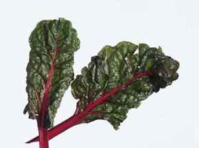 Fresh green leaf on white background - food plant.