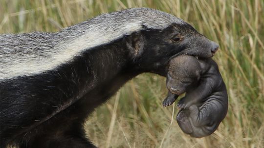 Honey Badgers Don't Care Because They're Ferocious