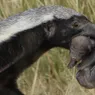 Honey Badgers Don't Care Because They're Ferocious