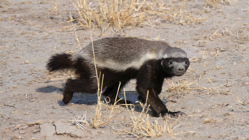 It's time to figure out just how smart honey badgers really are, Animal  Behaviour