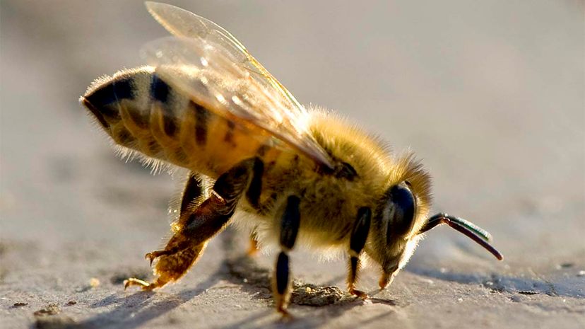 honey, bee