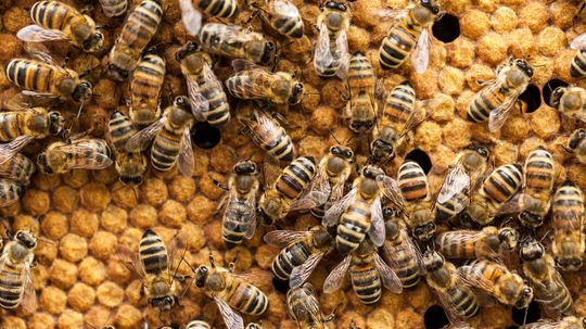 Do Honeybees Hold the Secret for Faster Web Servers?