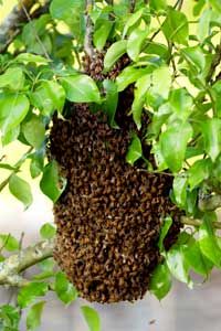 这一群蜜蜂与Web服务器有什么共同之处?＂width=