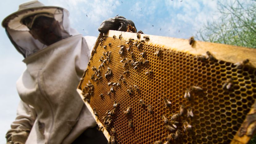 beekeeper in protection suit getting out a honey comb from a yellow beehive