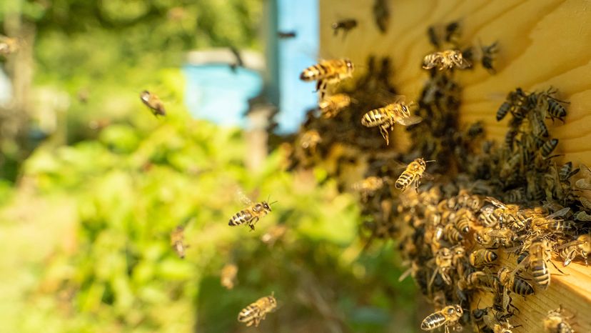 Bees in a hive