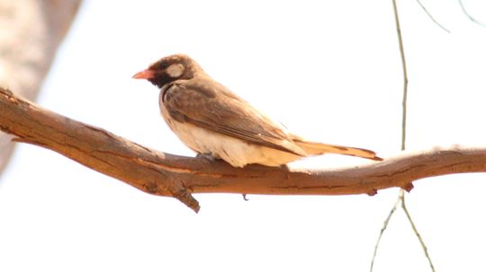 Honeyguide Birds Lead Humans Straight to Beehives