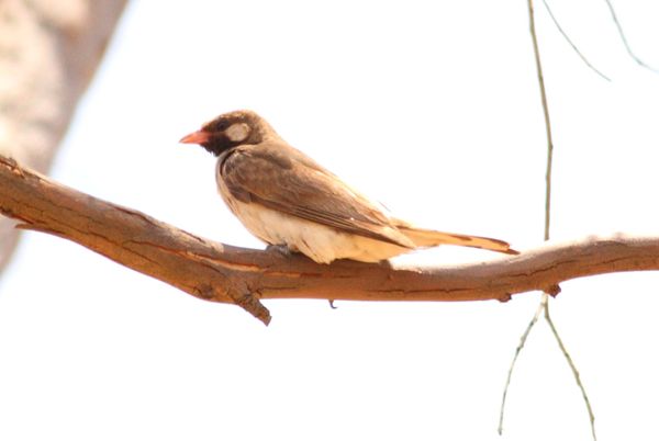 	honeyguide bird	