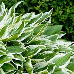 有超过500种玉簪属草本植物。”border=