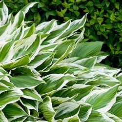 There are more than 500 varieties of hosta.