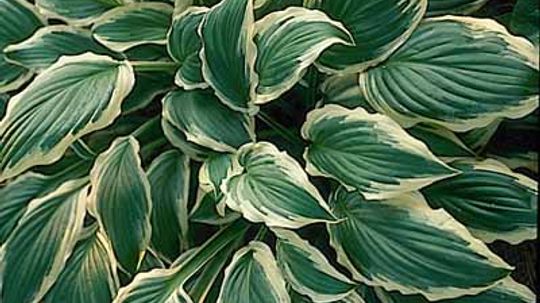 Hosta Fortunei