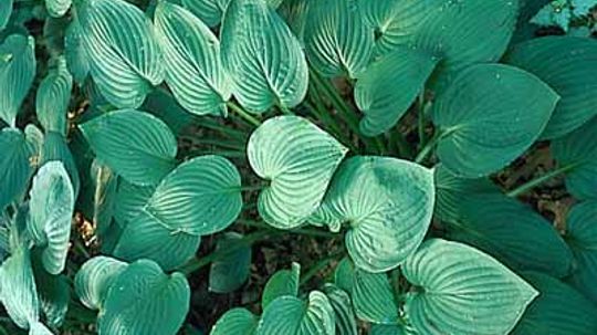 Hosta Sieboldiana