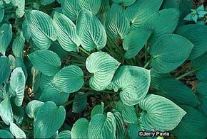 Hosta Sieboldianashashashash的心形叶子不得暴露于太多的阳光。“width=