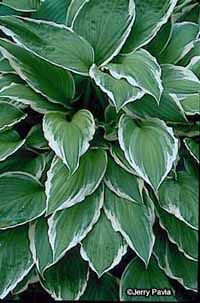 Hosta sieboldii makes a great ground cover plant, as it thrives in shade.