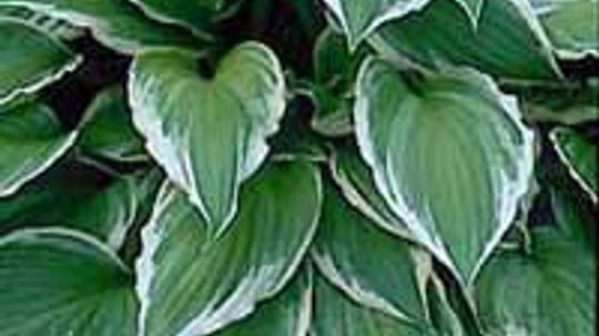 hosta sieboldii“border=