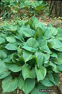 Hosta Gentricosa的大而美丽的叶子Havewavy边缘。“width=