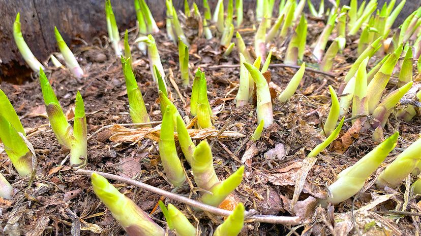 hostas