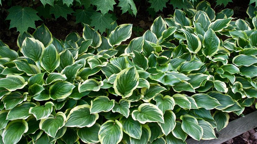 hostas