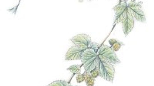 Hops: Herbal Remedies