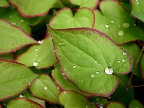 Landscaping plant, Epimedium, with water drops