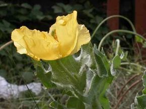 Horned poppy is a