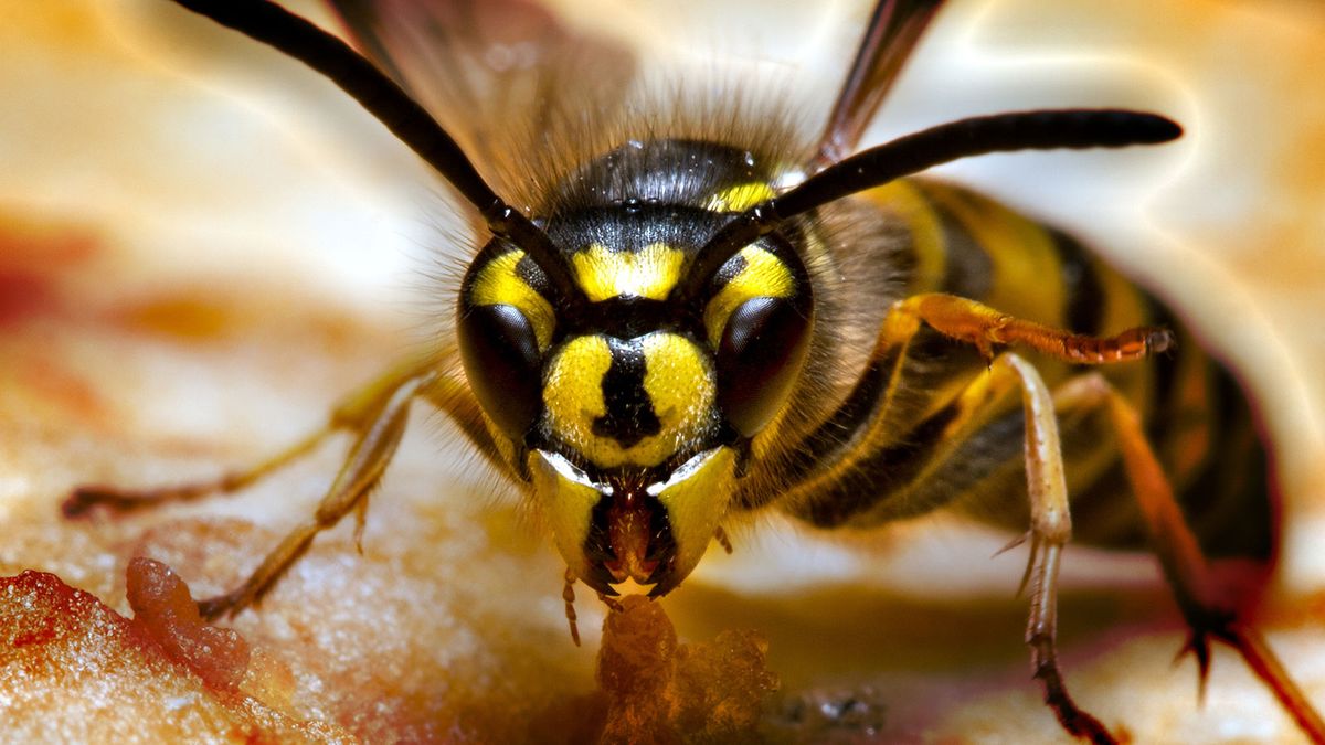 What's The Difference Between Bees & Wasps?