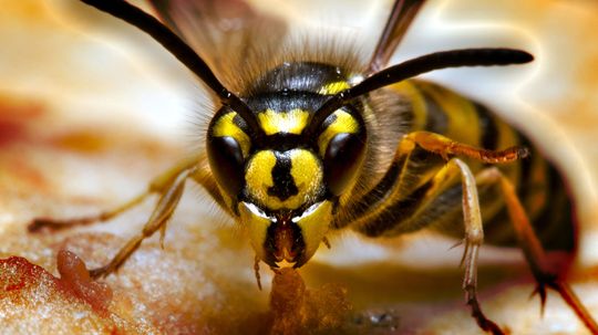 What's the Difference Between a Hornet and a Wasp?