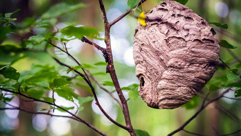 hornet nest