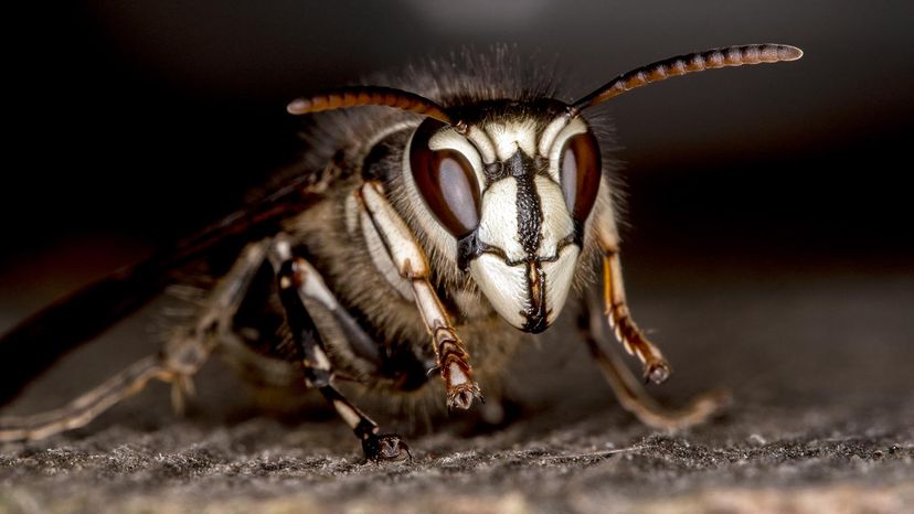 bald faced hornet&nbsp;