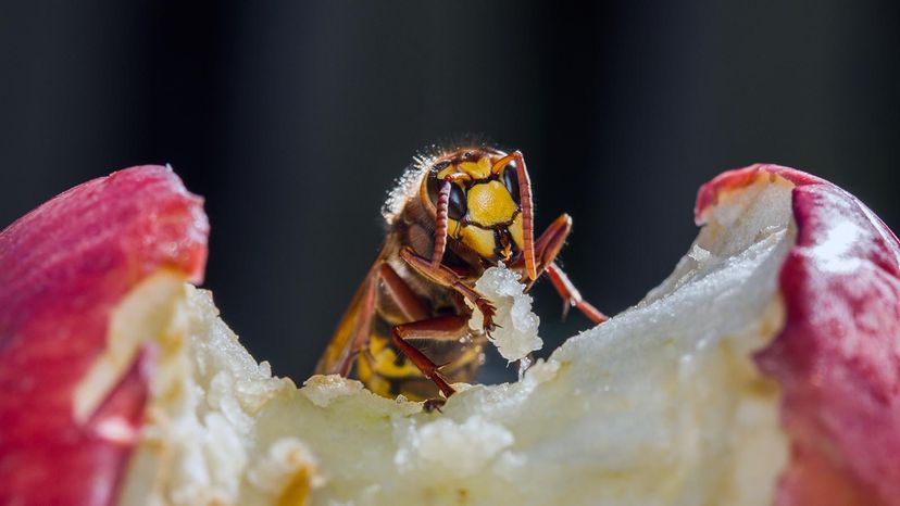 European hornet