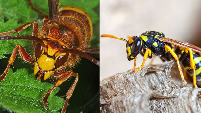 hornet, wasp