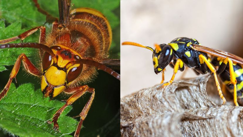 hornet wasp difference