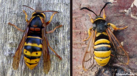 Batesian Mimicry：模仿者如何保护自己“border=