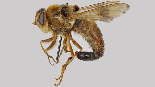 Botflies Are Nasty Parasites That Get Under Your Skin