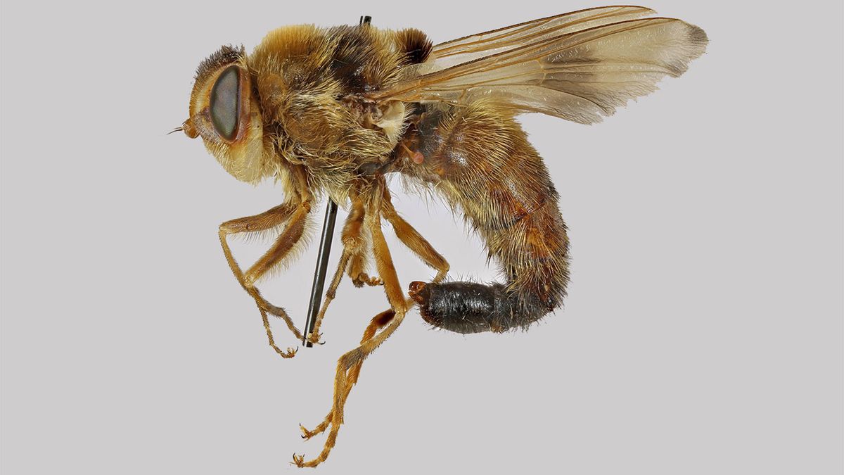 Botflies Are Nasty Parasites That Get Under Your Skin