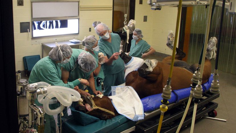 horse surgery