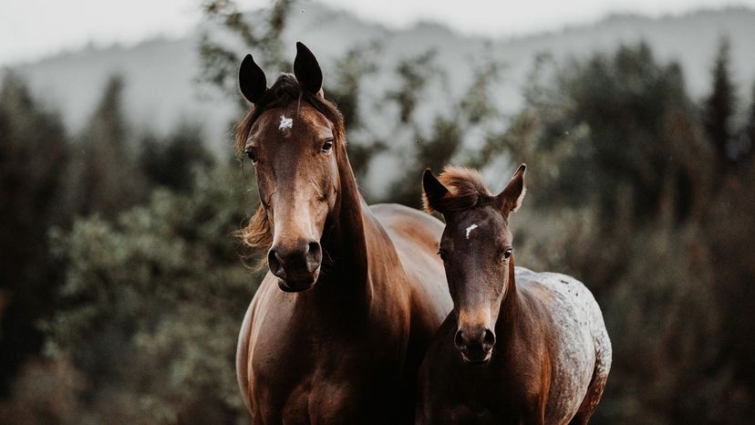 mare and foal