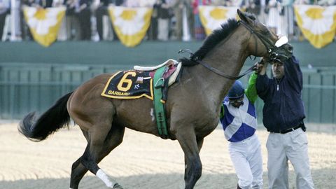 Do horses with broken legs have to be shot? - Vimarsana News
