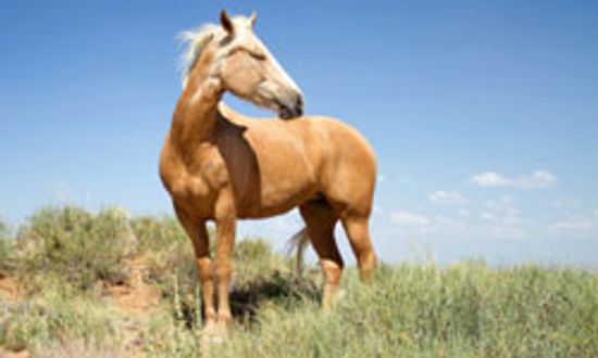 What are some symptoms of allergies to horses?