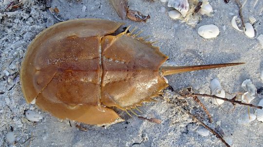 Horseshoe Crabs Endangered by Biomedical Bloodletting