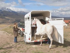 Horse entering horse trailer.