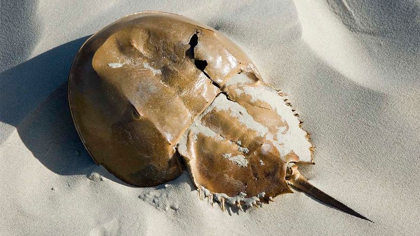 horseshoe, crab