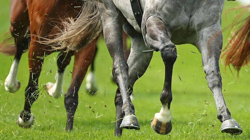 Horses haven't always been clomping around with one-toed hooves. Scott Barbour/Stringer/Getty Images