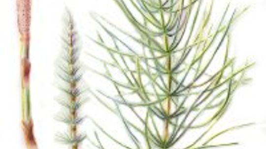 Horsetail: Herbal Remedies