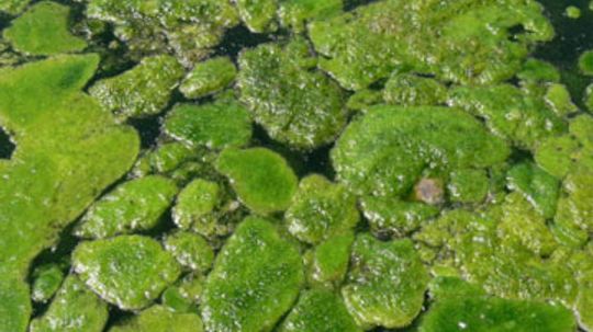 How can algae be converted into biofuel?